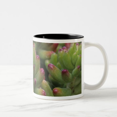 Sedum plant Arizona_Sonora Desert Museum Two_Tone Coffee Mug