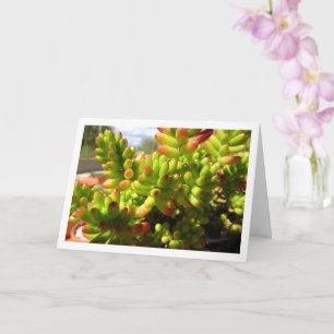 Sedum Rubrotinctum, Succulent Jelly Bean Plant Card
