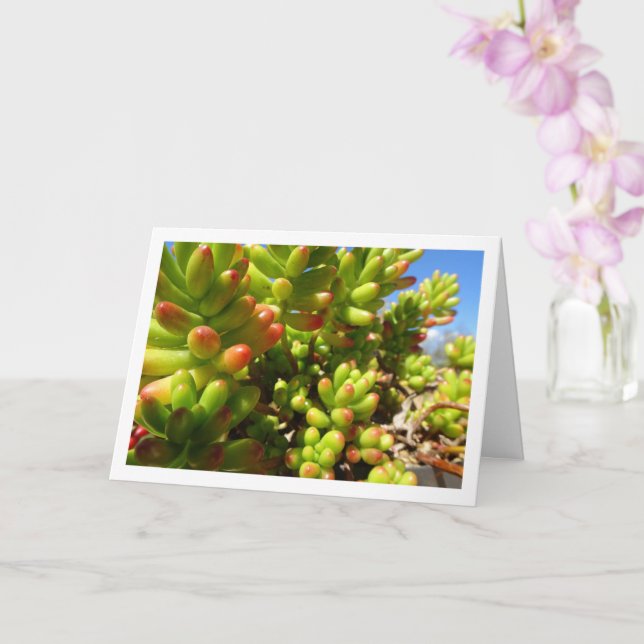Sedum Rubrotinctum, Succulent Jelly Bean Plant Card (Orchid)