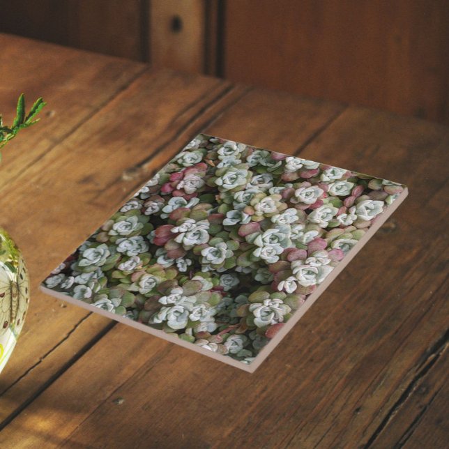 Sedum Spathulifolium Succulents Floral Ceramic Tile (In Situ)