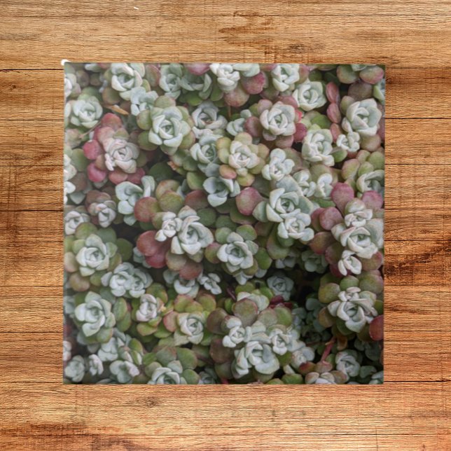 Sedum Spathulifolium Succulents Floral Ceramic Tile (In Situ)