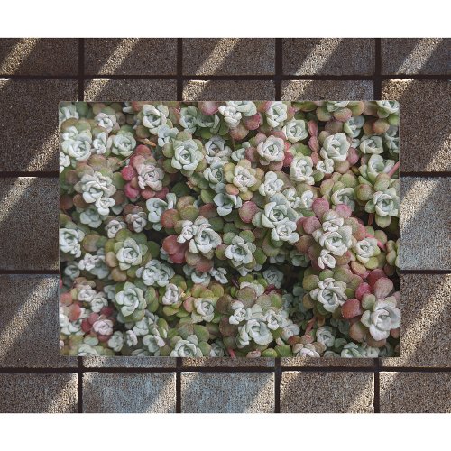 Sedum Spathulifolium Succulents Floral Doormat