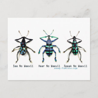 See No Weevil! Postcard