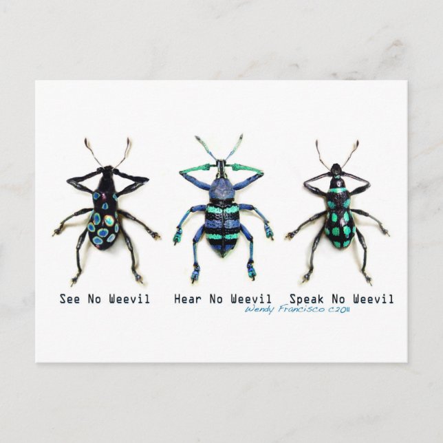 See No Weevil! Postcard (Front)