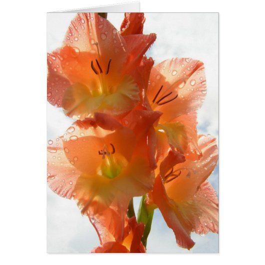 See-through Gladiolas Cards (Front)
