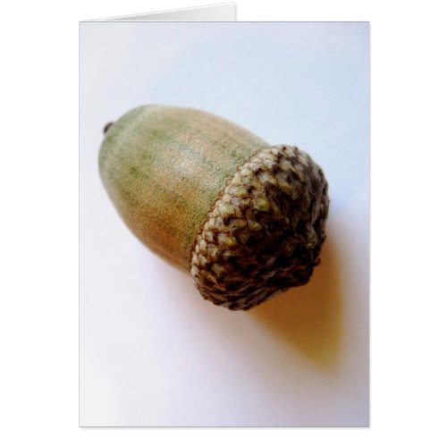 Seed Acorn Card