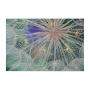 Seed Head Design Gennesse, Idaho Acrylic Print