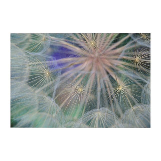 Seed Head Design | Gennesse, Idaho Acrylic Print (Front)