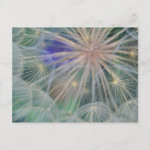 Seed Head Design Gennesse, Idaho Postcard
