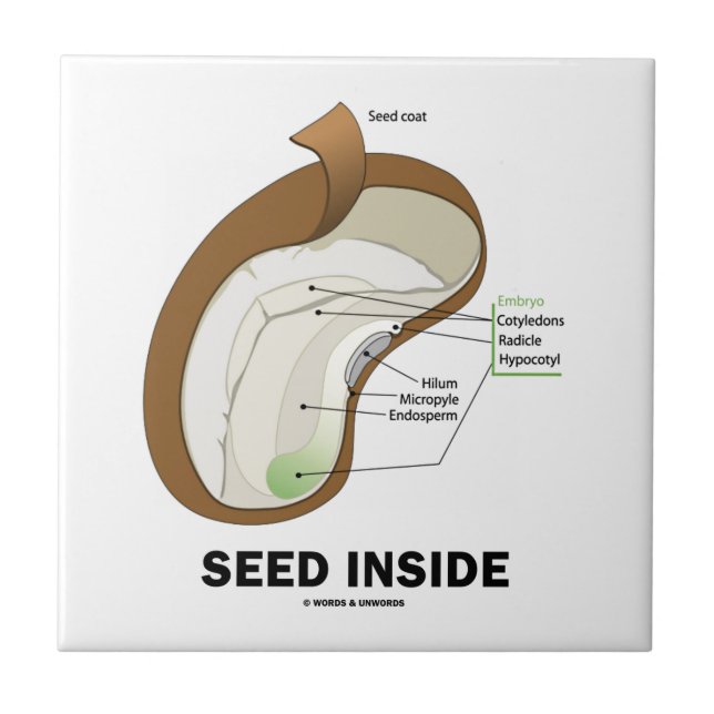 Seed Inside (Dicotyledon Bean Seed Anatomy) Ceramic Tile (Front)