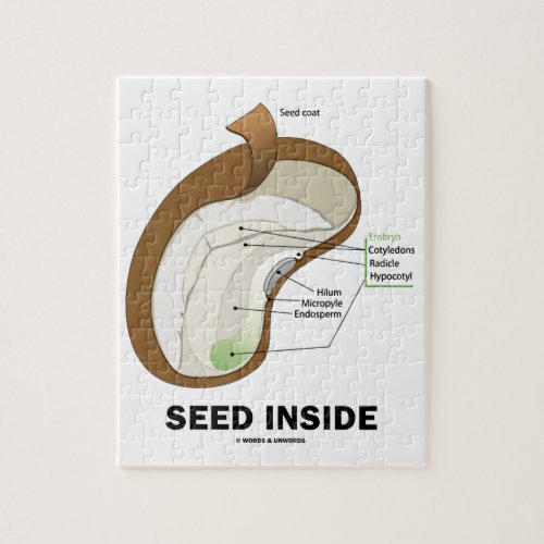 Seed Inside Dicotyledon Bean Seed Anatomy Jigsaw Puzzle