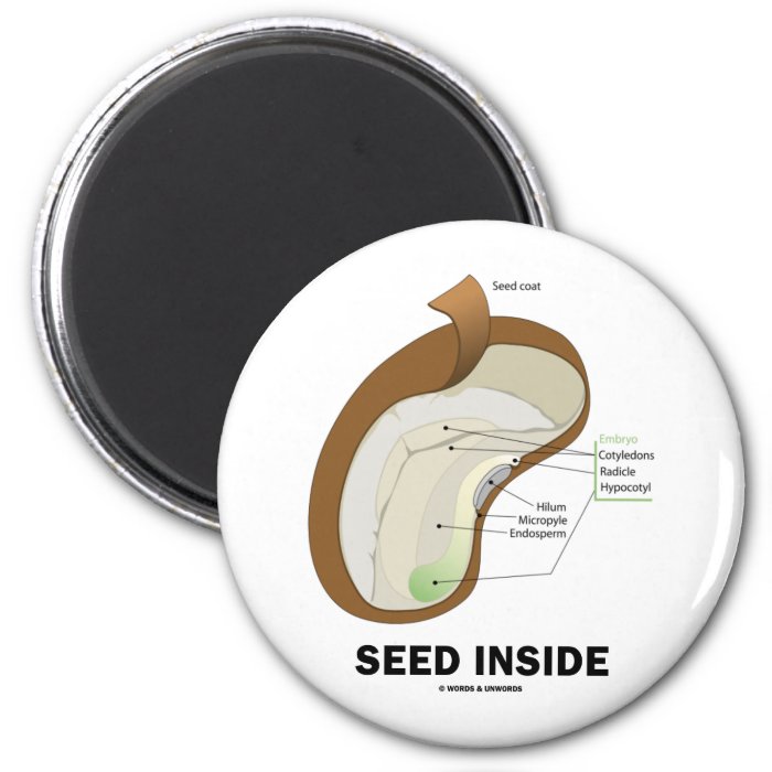 Seed Inside (Dicotyledon Bean Seed Anatomy) Fridge Magnets