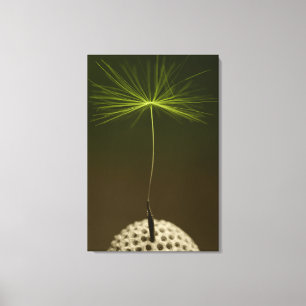 Seed Of A Dandelion Photo on Canvas Print