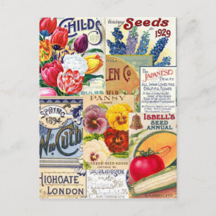 Seed Packets Postcard