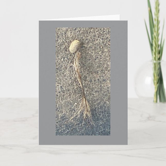 Seed Pod Card (Front)