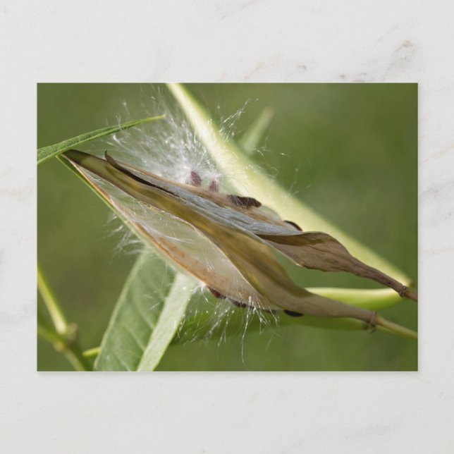 Seed Pod Postcard (Front)