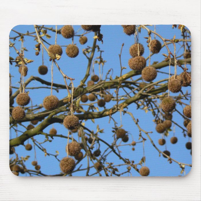 Seed Pods   London Plane Tree Mousemat