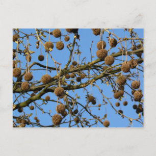 Seed Pods - London Plane Tree Postcard