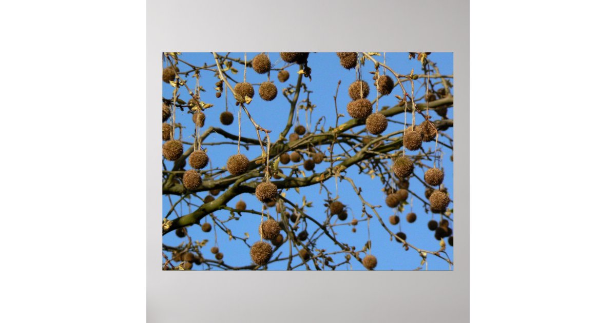 Seed Pods London Plane Tree Poster Zazzle