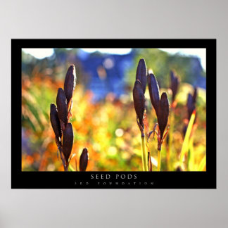 Seed Pods Poster