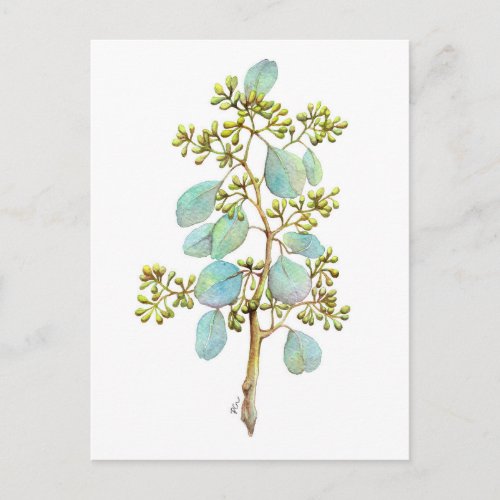 Seeded Eucalyptus 01 Postcard