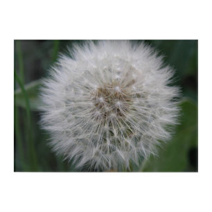 Seeding Dandelion Flower Acrylic Wall Art