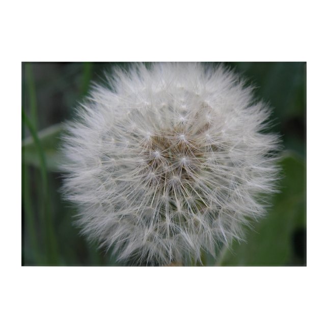 Seeding Dandelion Flower Acrylic Wall Art (Front)