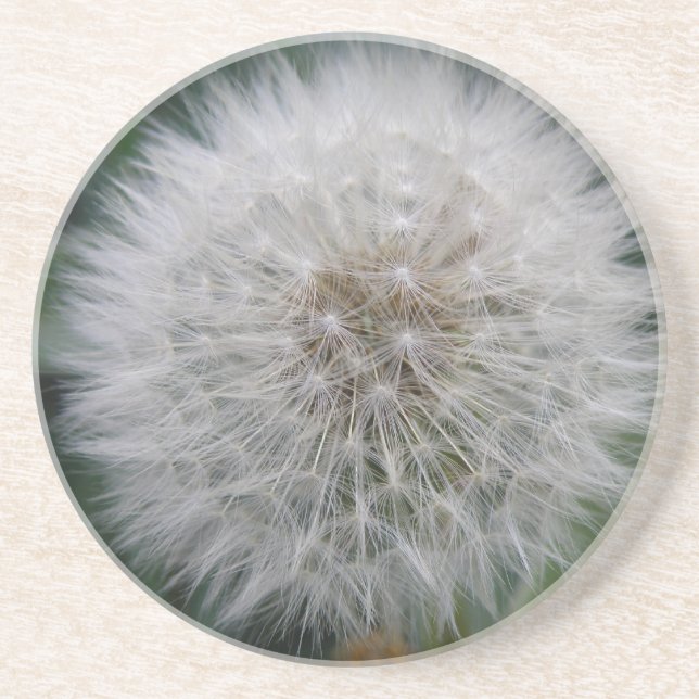 Seeding Dandelion Flower Coasters (Front)