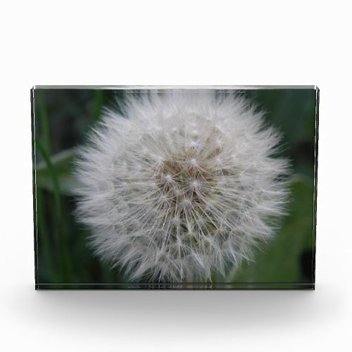 Seeding Dandelion Flower Decorative Award