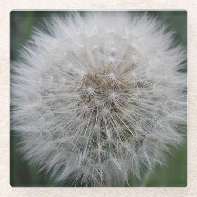 Seeding Dandelion Flower Glass Coaster (Front)