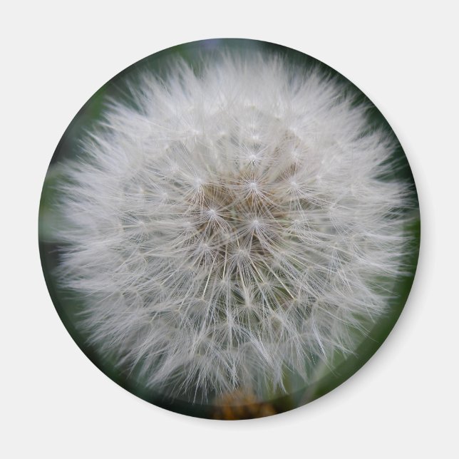 Seeding Dandelion Flower Magnet (Front)