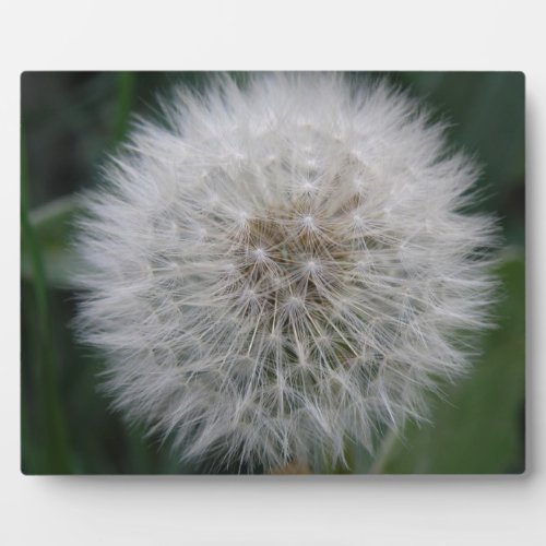 Seeding Dandelion Flower Plaque