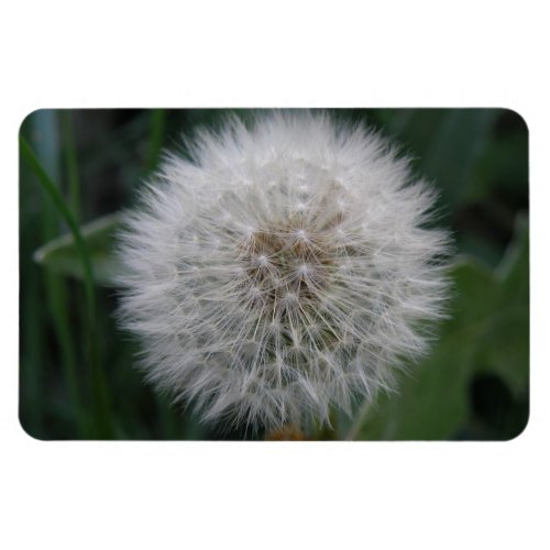 Seeding Dandelion Flower Premium Magnet