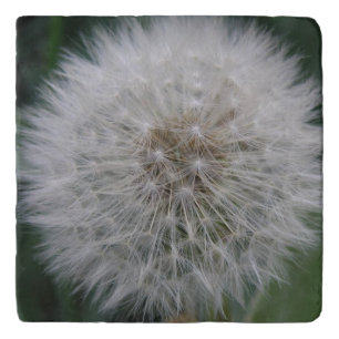 Seeding Dandelion Flower Stone Trivet