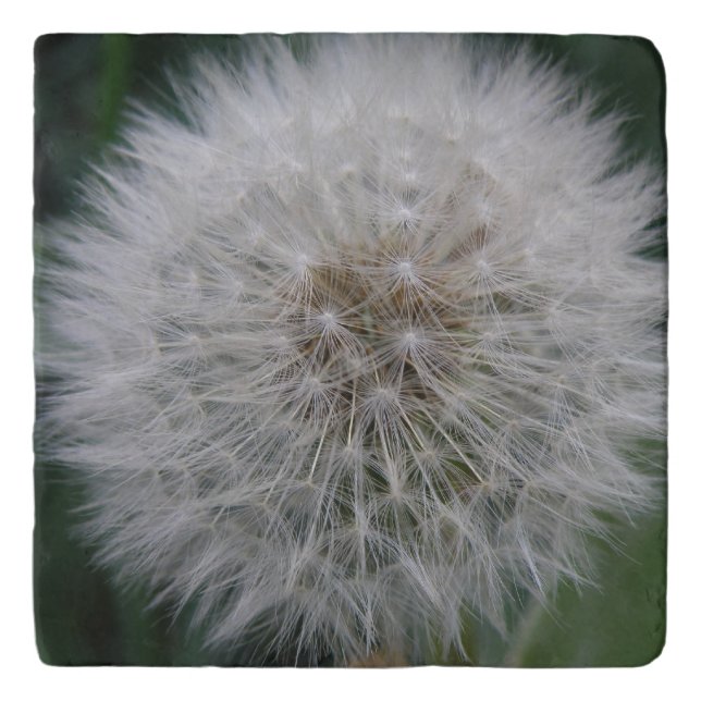 Seeding Dandelion Flower Stone Trivet (Front)