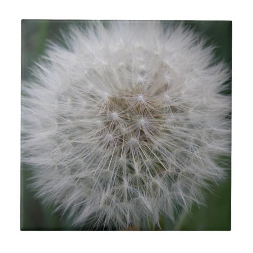 Seeding Dandelion Flower Tile