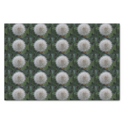 Seeding Dandelion Flower Tissue Paper