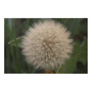 Seeding Dandelion Flower Wood Canvas