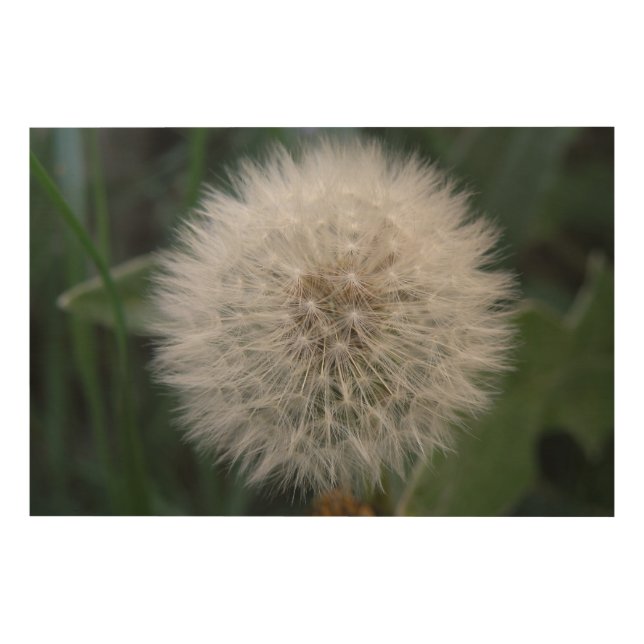 Seeding Dandelion Flower Wood Canvas (Front)