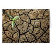 Seedling In Cracked Earth (Front Horizontal)
