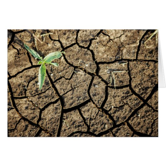 Seedling In Cracked Earth Cards (Front Horizontal)