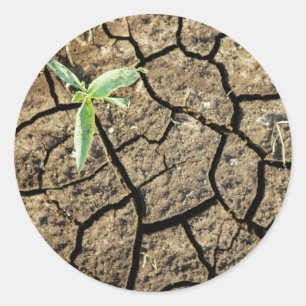 Seedling In Cracked Earth Classic Round Sticker