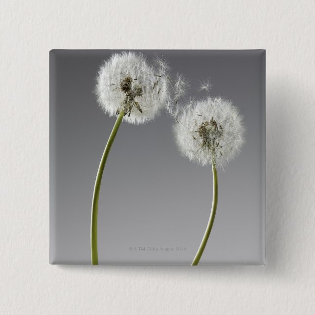 Seeds connecting two dandelions pinback button (Front)