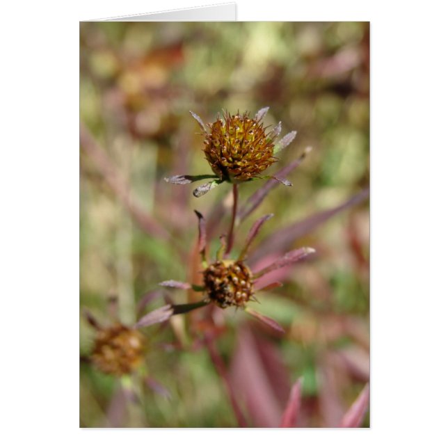 Seeds of Change Cards (Front)