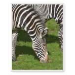 Seeing Double Zebras Temporary Tattoos
