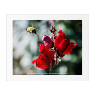 Seeking Sweet Nectar Acrylic Print
