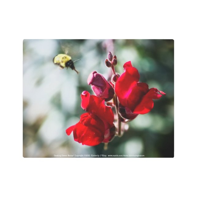 Seeking Sweet Nectar Metal Print (Front)
