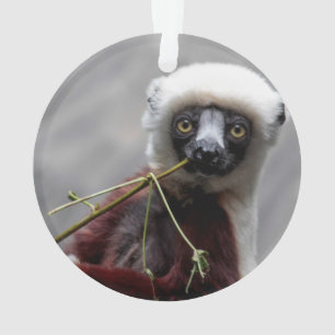 Sefaka Lemur Wildlife Animal Photo Ornament