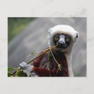 Sefaka Lemur Wildlife Animal Photo Postcard