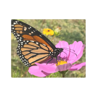 Selden Butterfly 2925 Metal Print